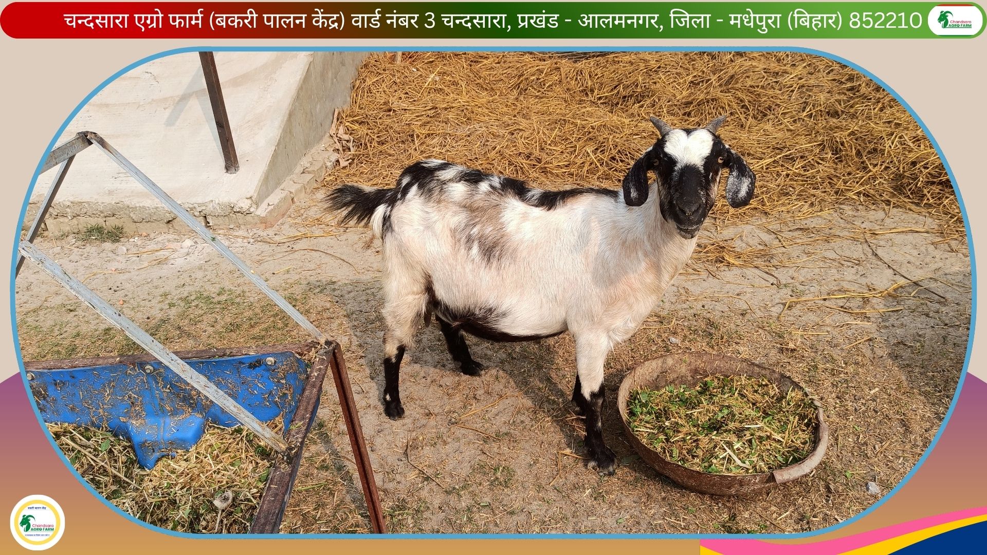 Chandsara Agro Farm (Bakri Farm) 1